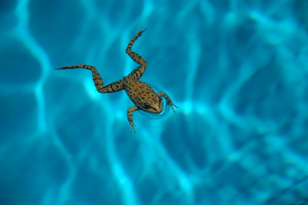 Keep frogs out of the swimming pool with these helpful hints