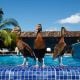 Keep Birds Out Of Your Pool With These Helpful Hints